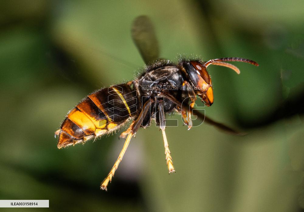 The Rise Of Asian Hornets In Europe Threaten Honey Bees - France