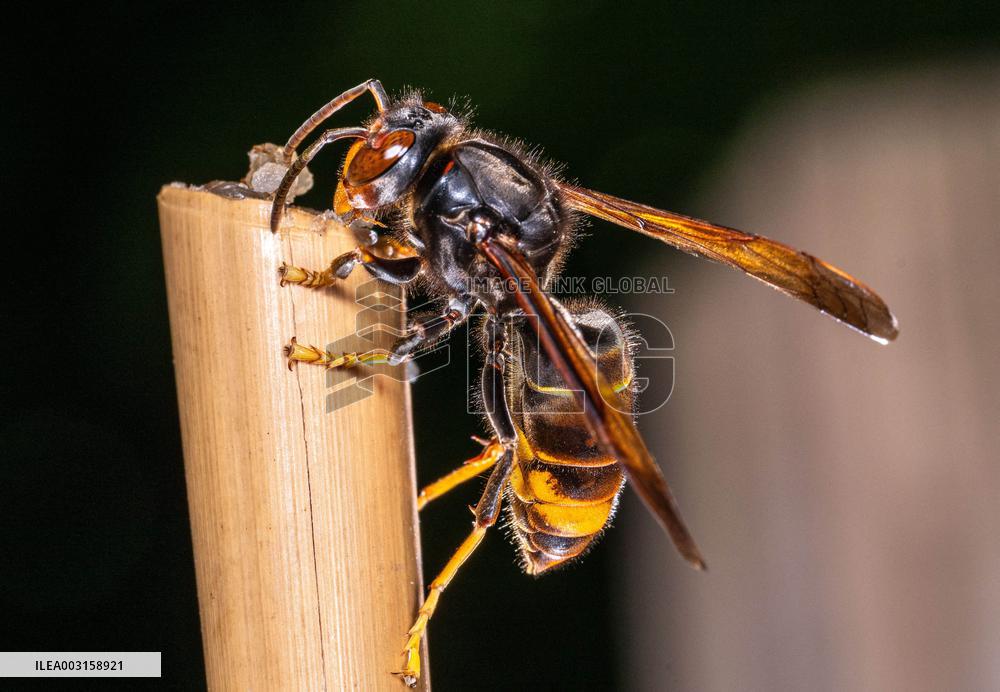 The Rise Of Asian Hornets In Europe Threaten Honey Bees - France