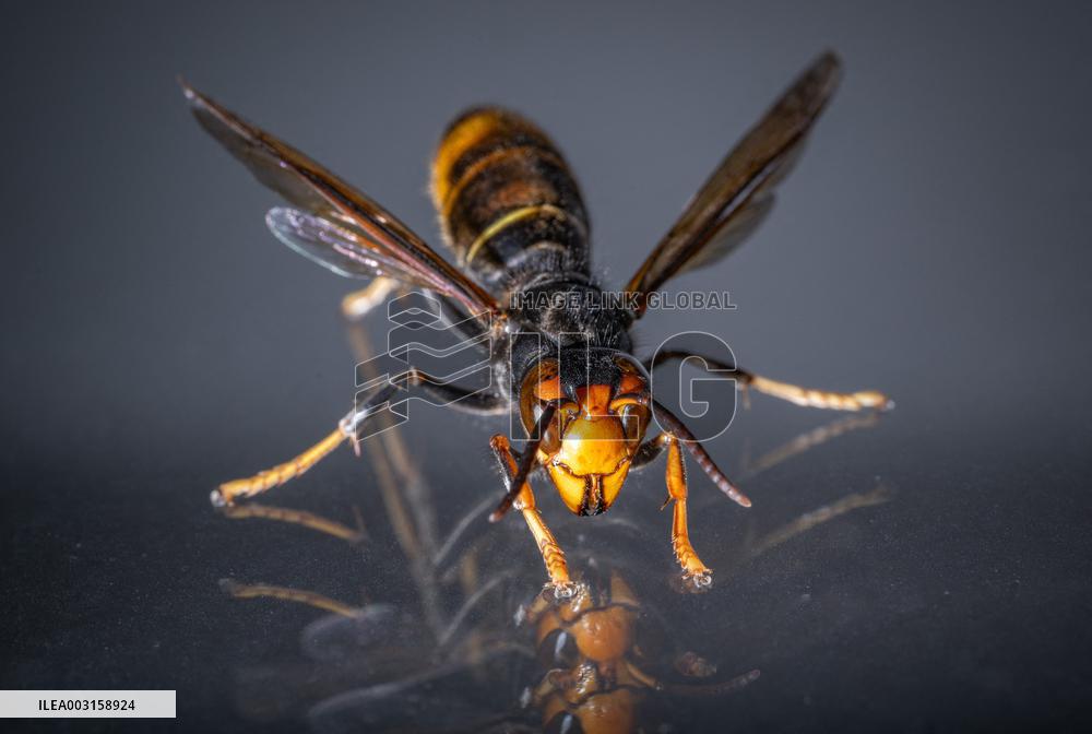 The Rise Of Asian Hornets In Europe Threaten Honey Bees - France