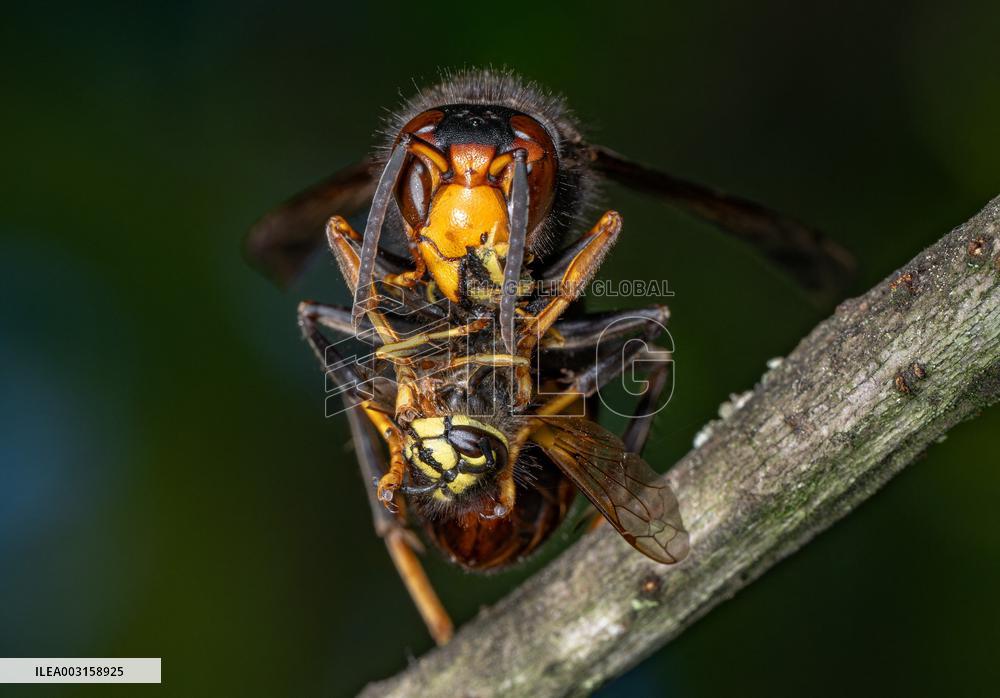 The Rise Of Asian Hornets In Europe Threaten Honey Bees - France