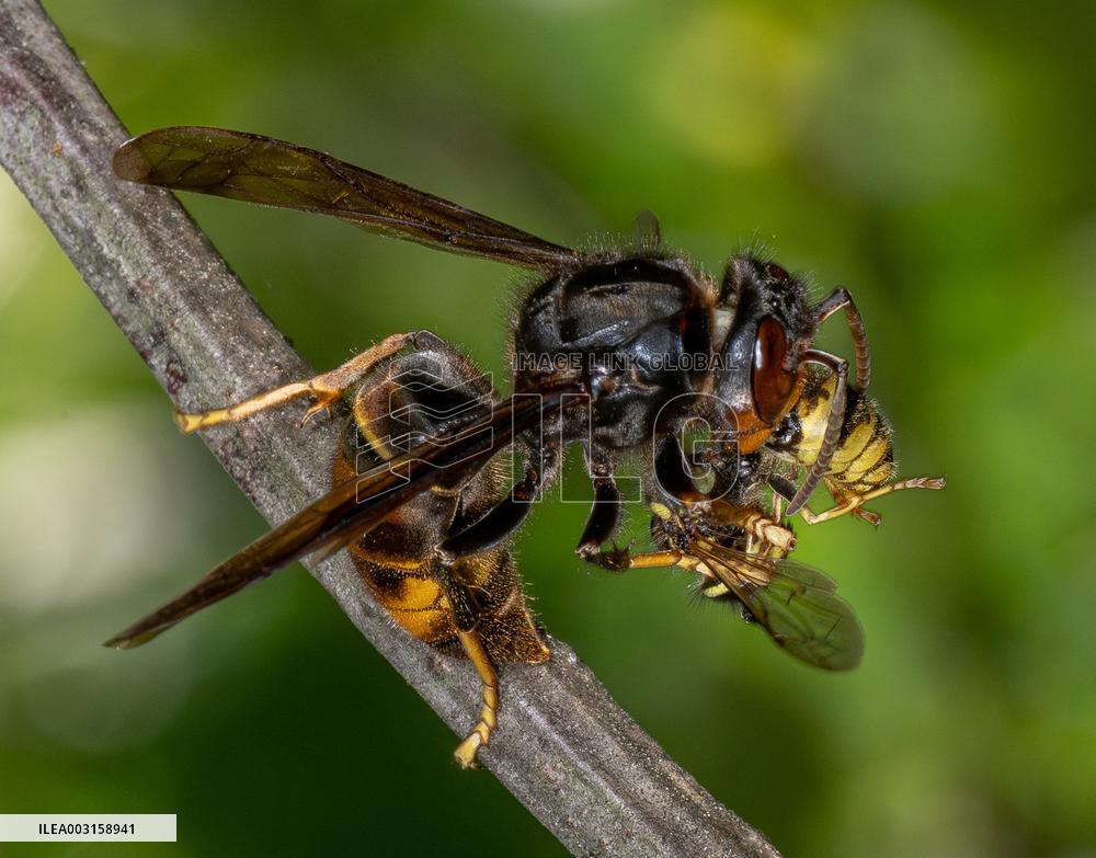 The Rise Of Asian Hornets In Europe Threaten Honey Bees - France