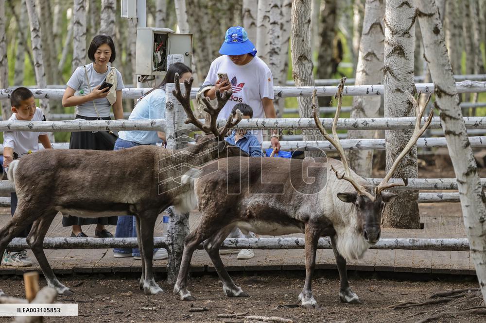 Erguna Birch Forest Scenic Spot in Hulunbuir