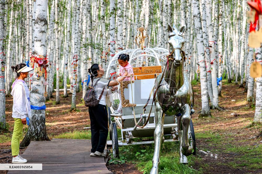 Erguna Birch Forest Scenic Spot in Hulunbuir