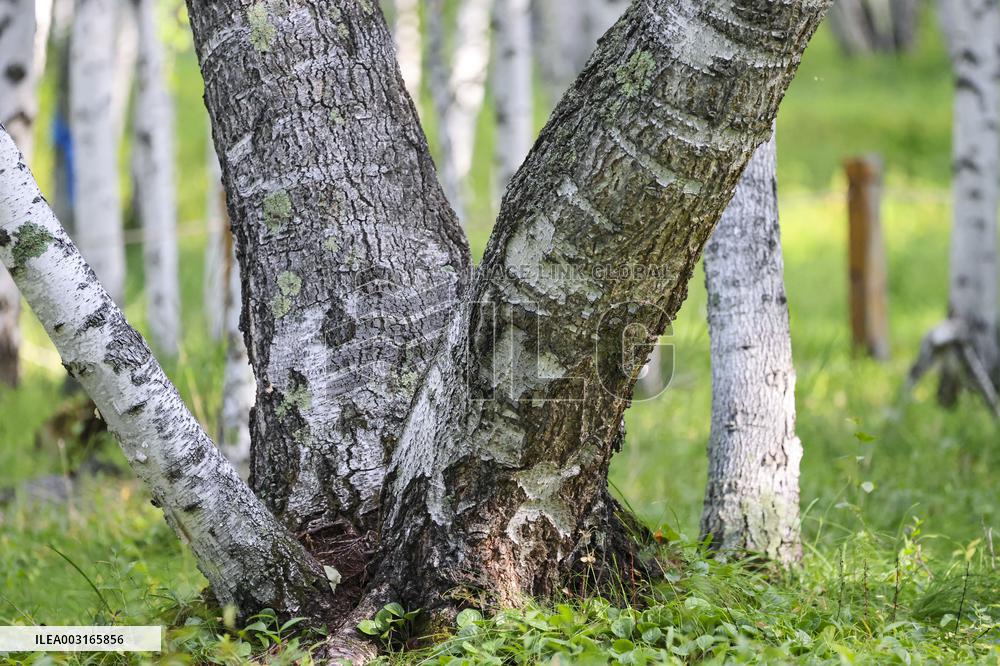Erguna Birch Forest Scenic Spot in Hulunbuir