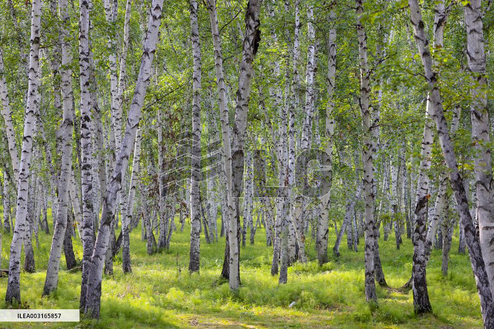 Erguna Birch Forest Scenic Spot in Hulunbuir
