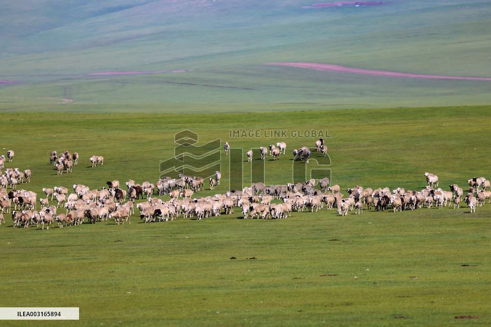 Animal Husbandry in The Endless Grasslands of Hulunbuir