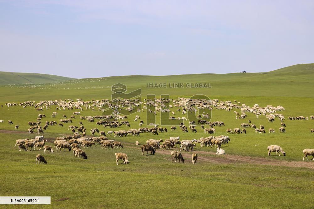 Animal Husbandry in The Endless Grasslands of Hulunbuir