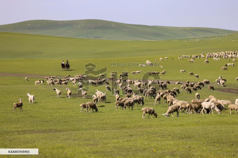 Animal Husbandry in The Endless Grasslands of Hulunbuir