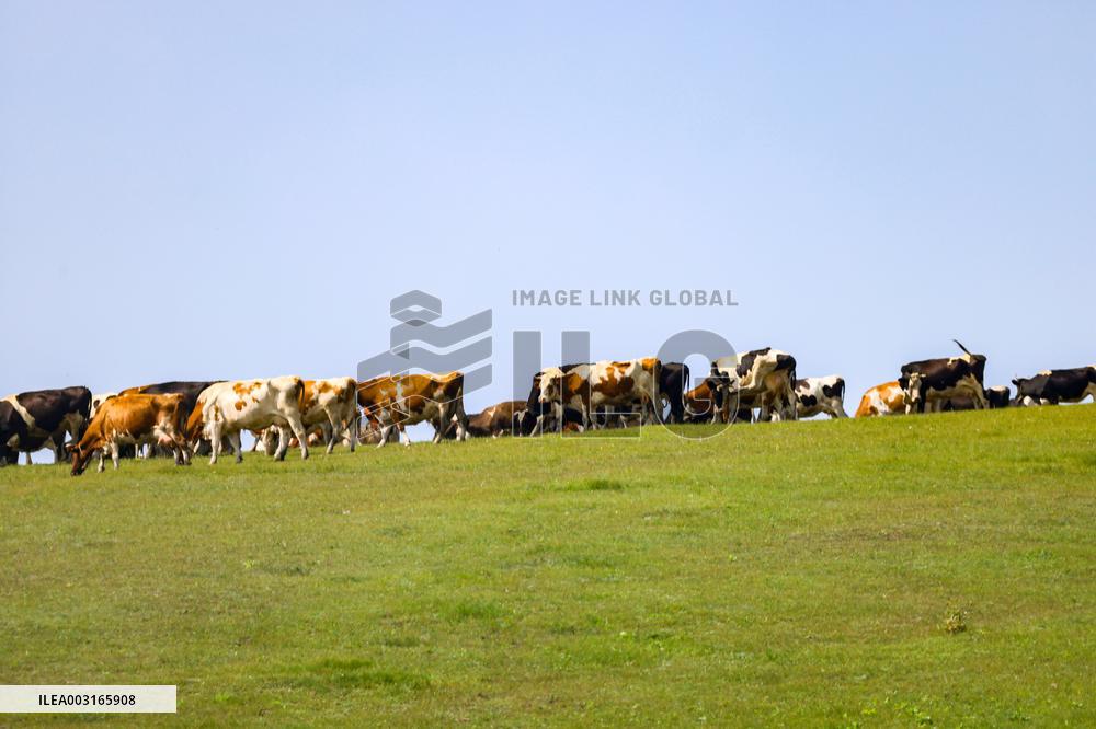 Animal Husbandry in The Endless Grasslands of Hulunbuir
