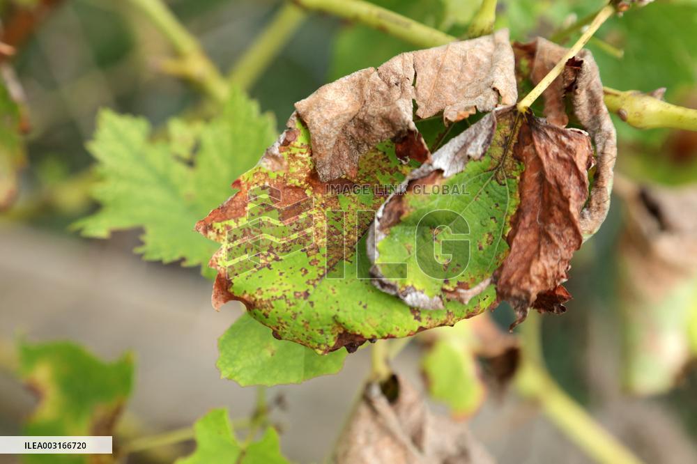 Mildew An Historic Crisis Threatens French Wine