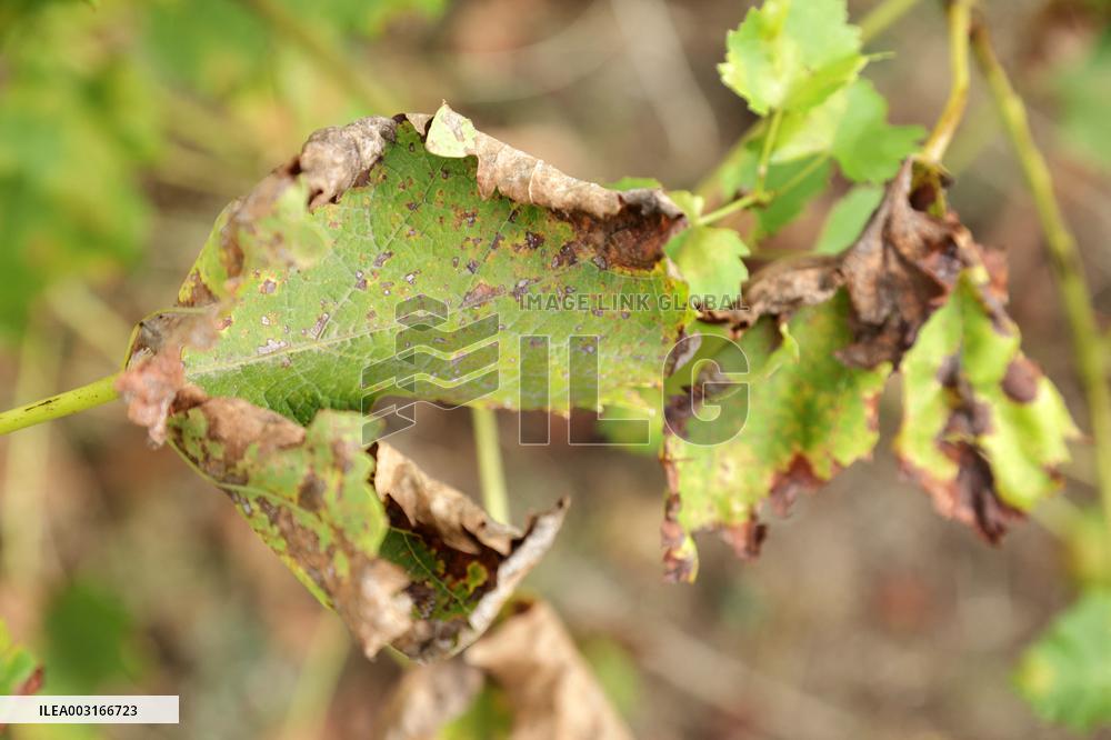 Mildew An Historic Crisis Threatens French Wine
