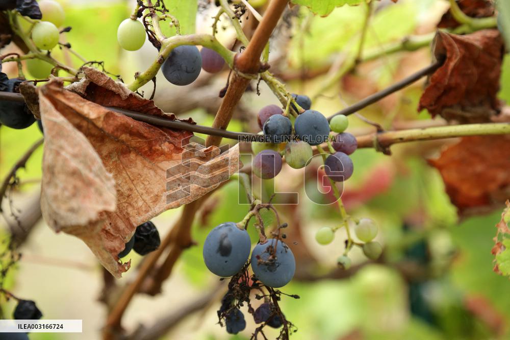 Mildew An Historic Crisis Threatens French Wine