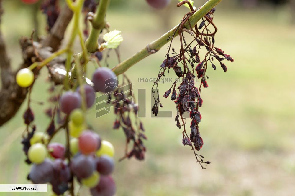 Mildew An Historic Crisis Threatens French Wine