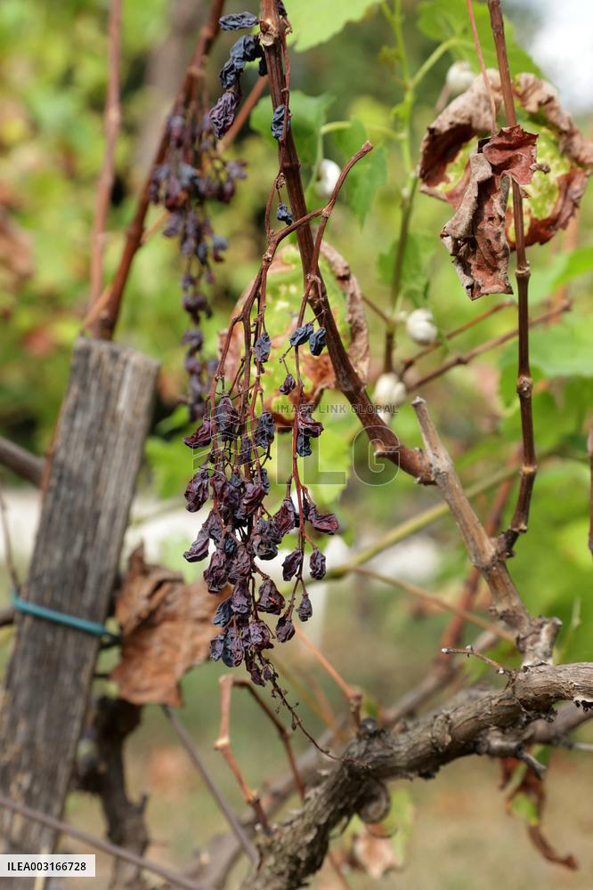 Mildew An Historic Crisis Threatens French Wine