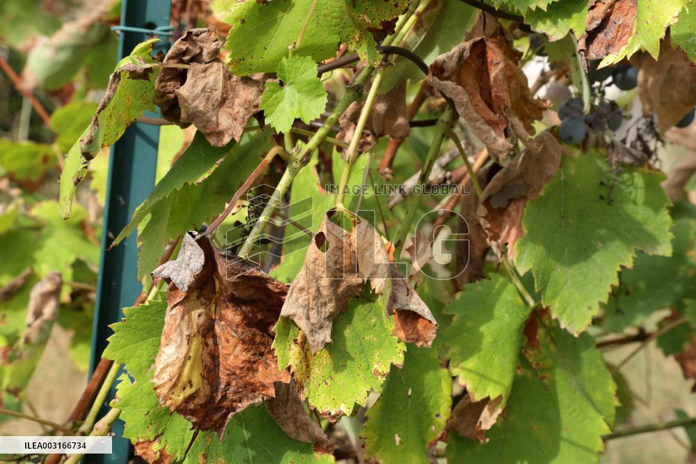 Mildew An Historic Crisis Threatens French Wine
