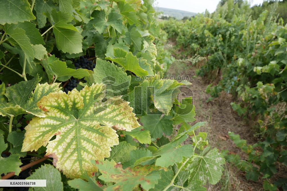 Mildew An Historic Crisis Threatens French Wine