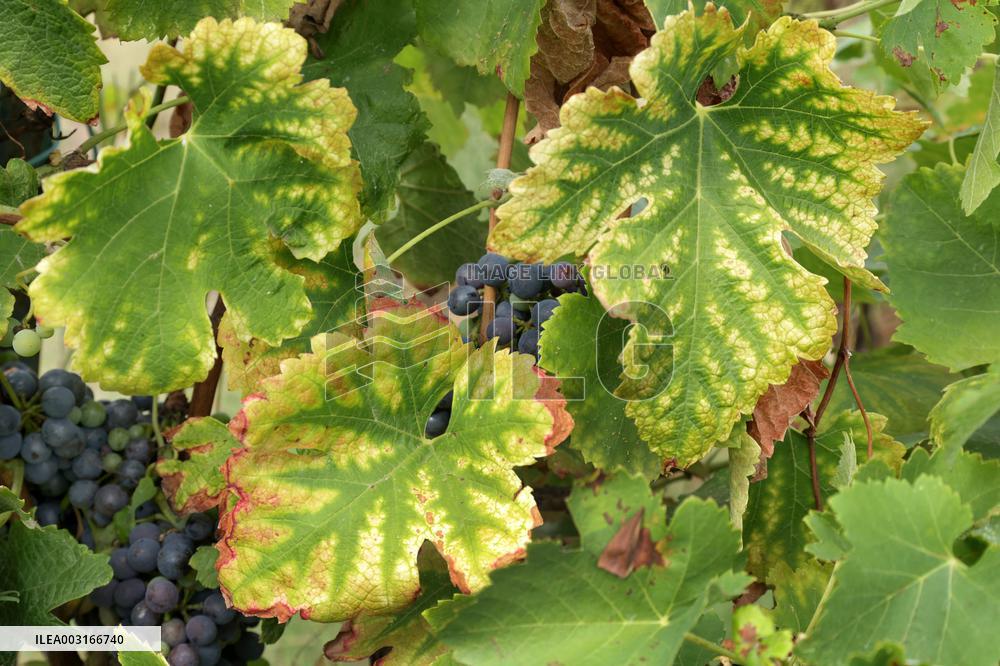 Mildew An Historic Crisis Threatens French Wine