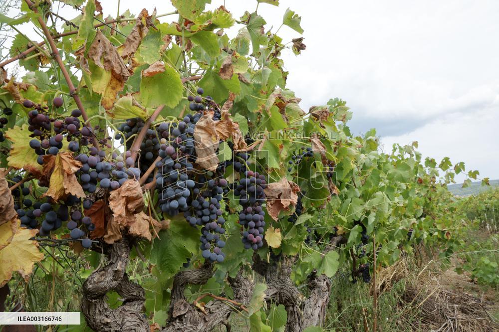 Mildew An Historic Crisis Threatens French Wine