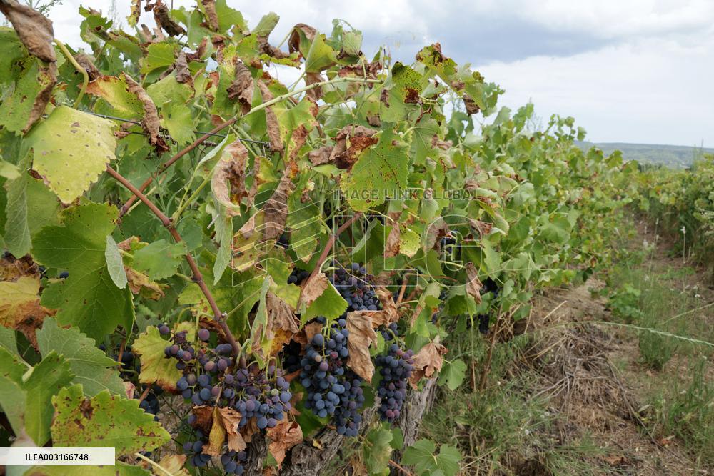 Mildew An Historic Crisis Threatens French Wine