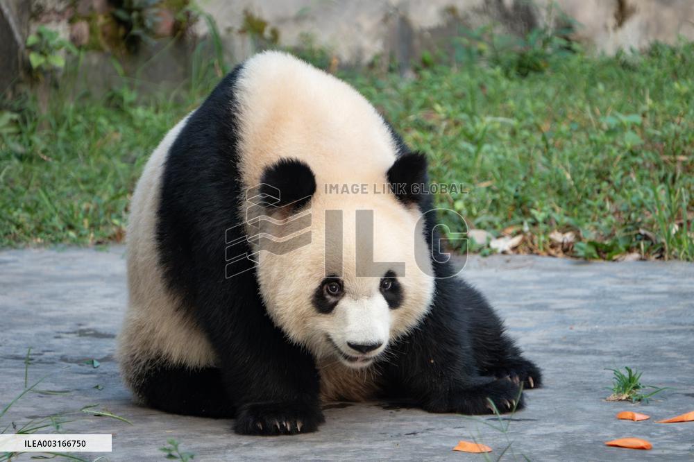 Giant Pandas at Chongqing Zoo