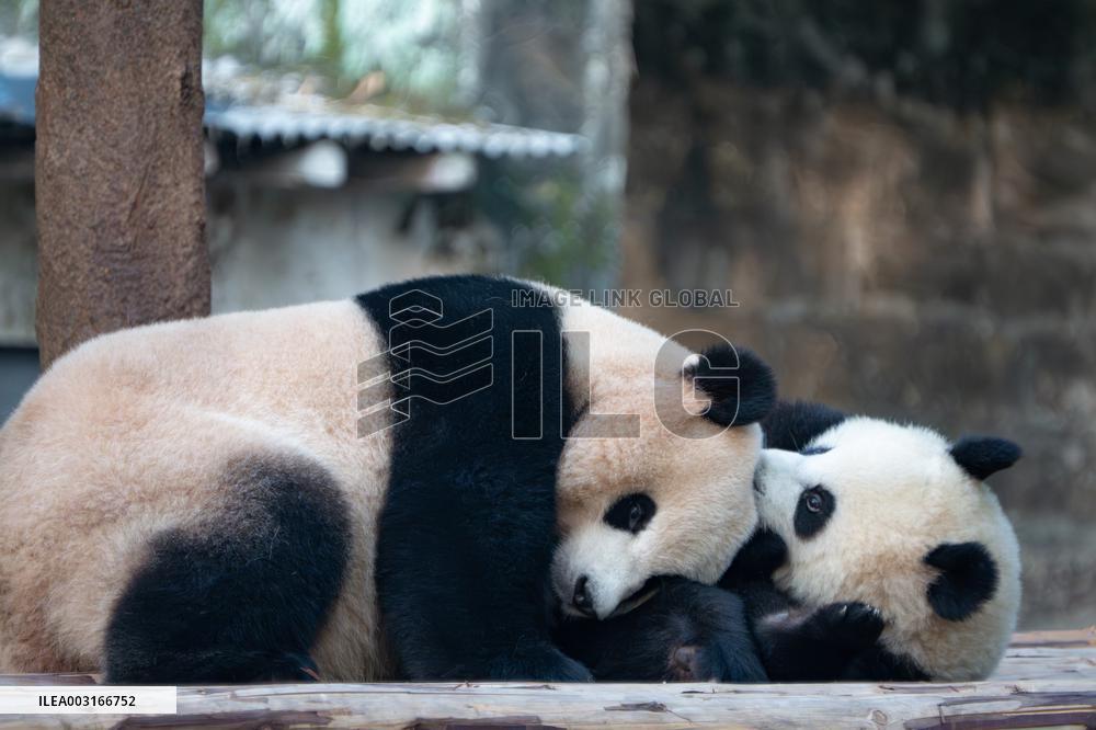 Giant Pandas at Chongqing Zoo