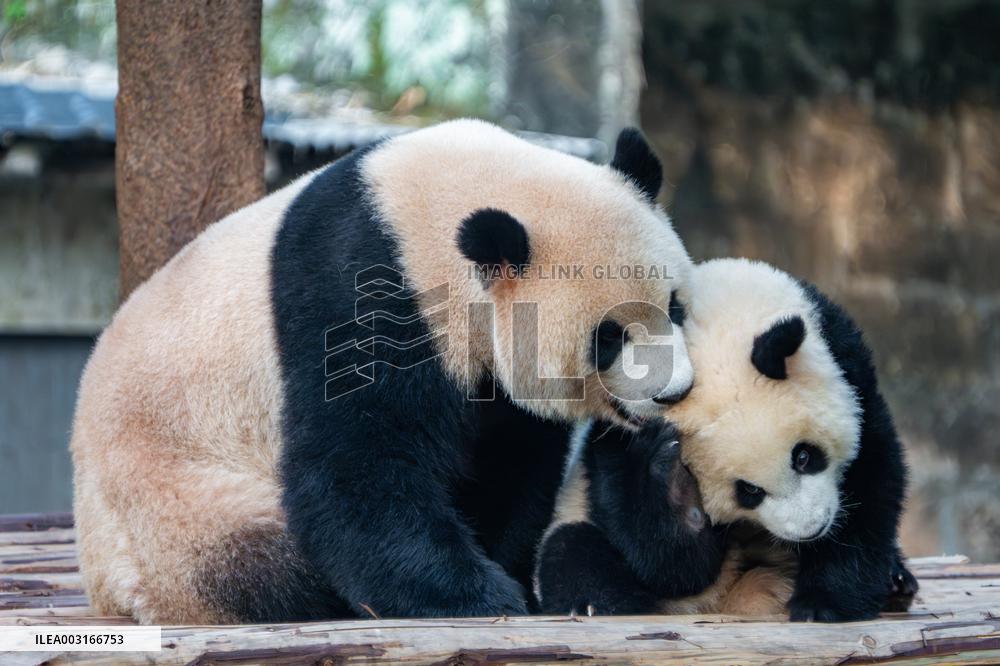 Giant Pandas at Chongqing Zoo