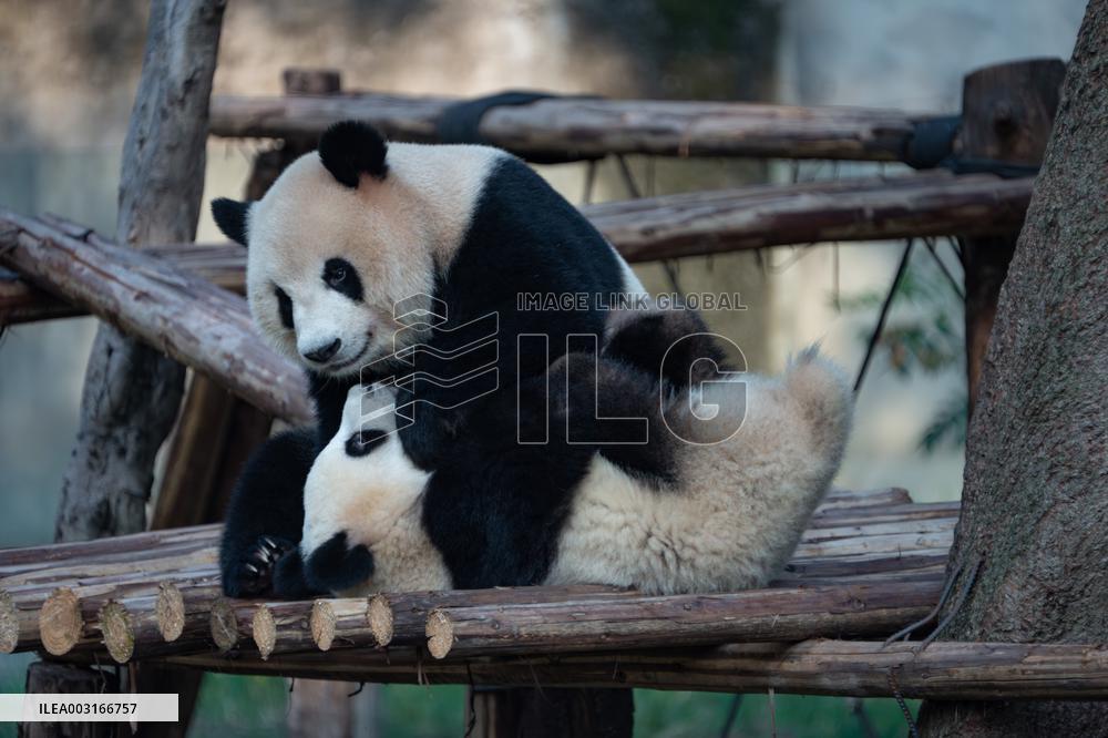 Giant Pandas at Chongqing Zoo