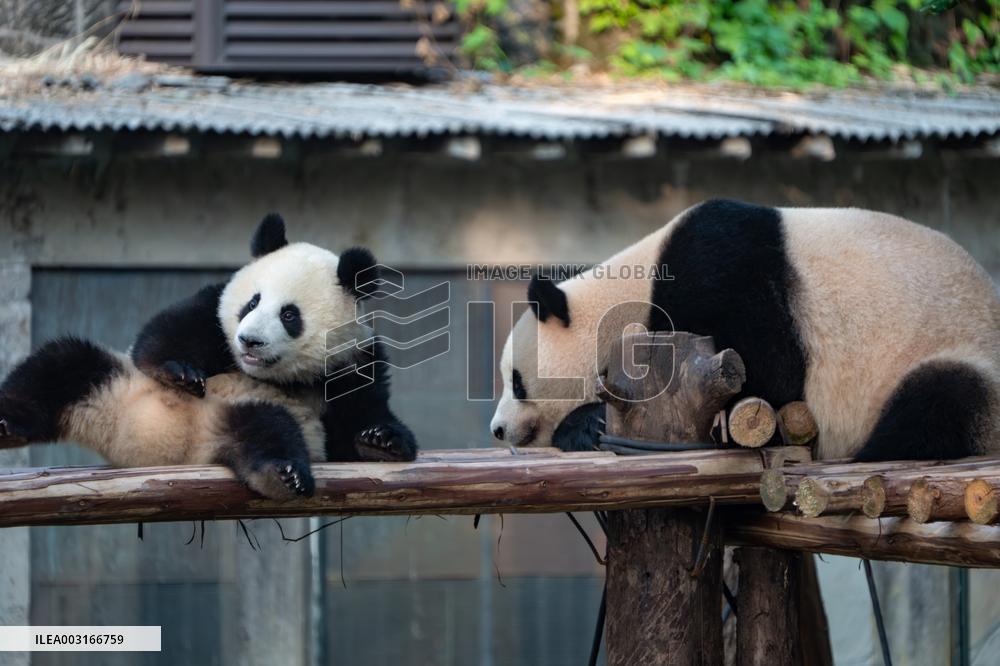Giant Pandas at Chongqing Zoo