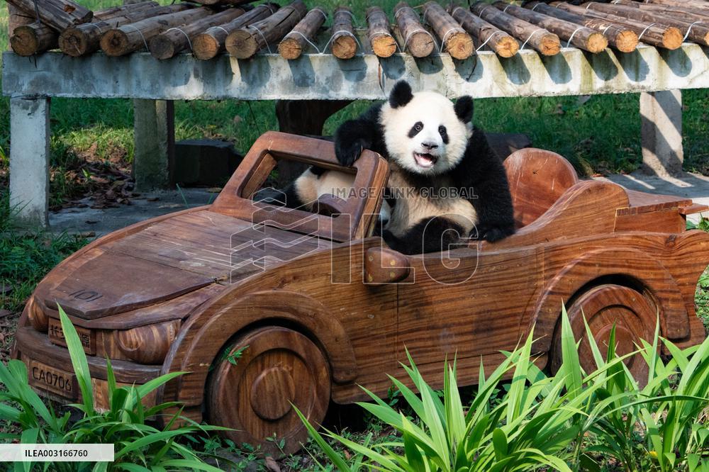Giant Pandas at Chongqing Zoo