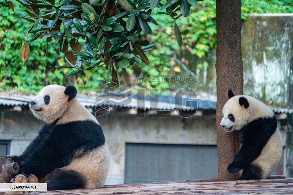 Giant Pandas at Chongqing Zoo