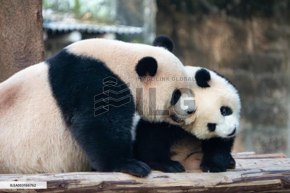 Giant Pandas at Chongqing Zoo