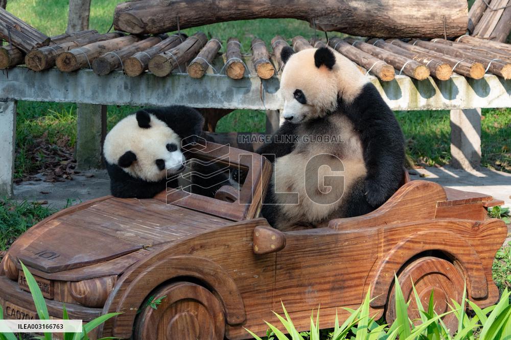 Giant Pandas at Chongqing Zoo