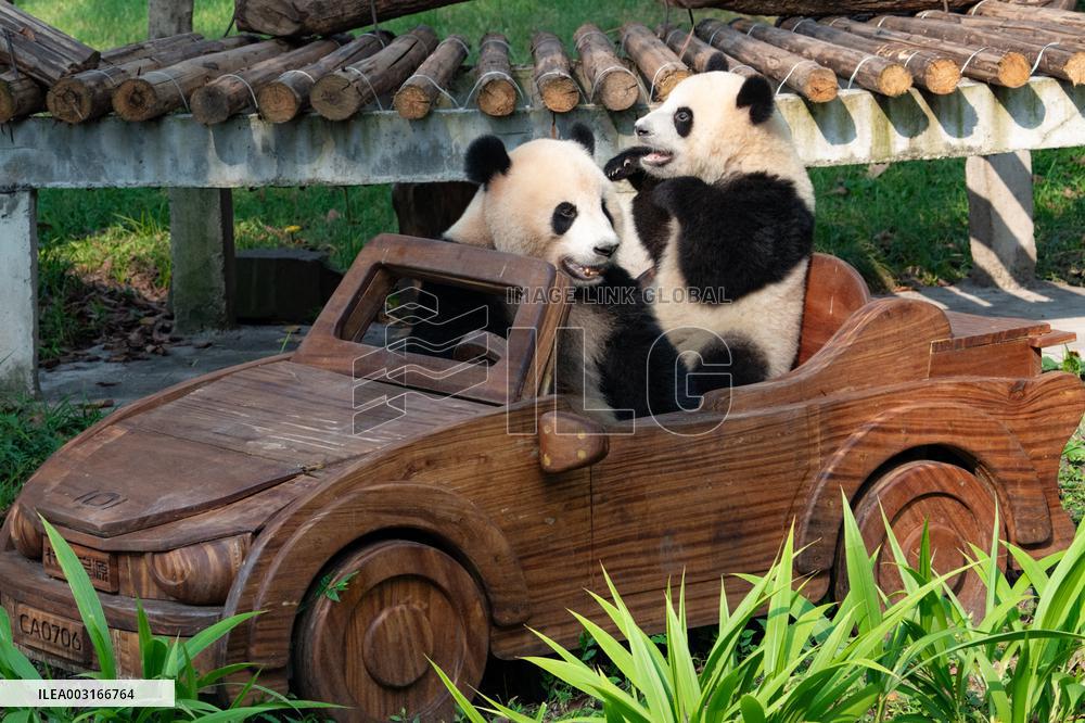 Giant Pandas at Chongqing Zoo