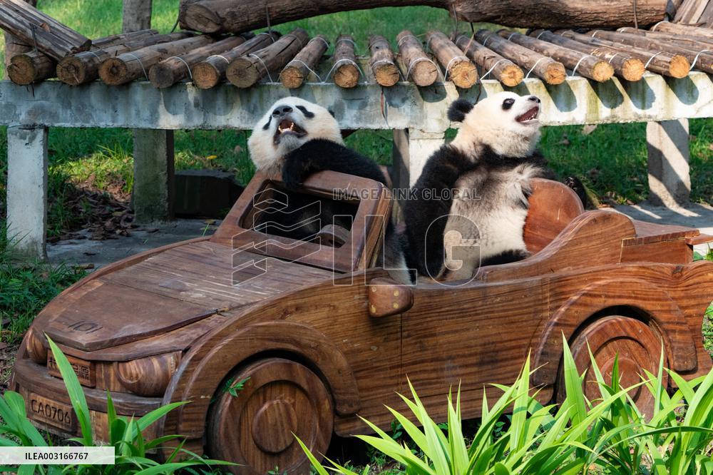 Giant Pandas at Chongqing Zoo