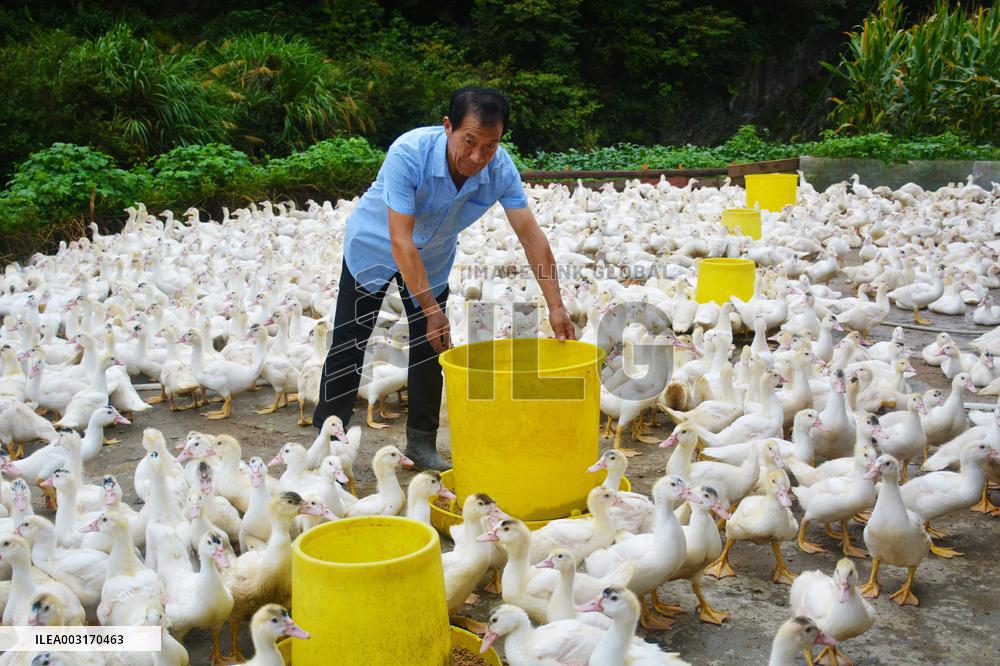 Poultry Breeding Base in Anqing