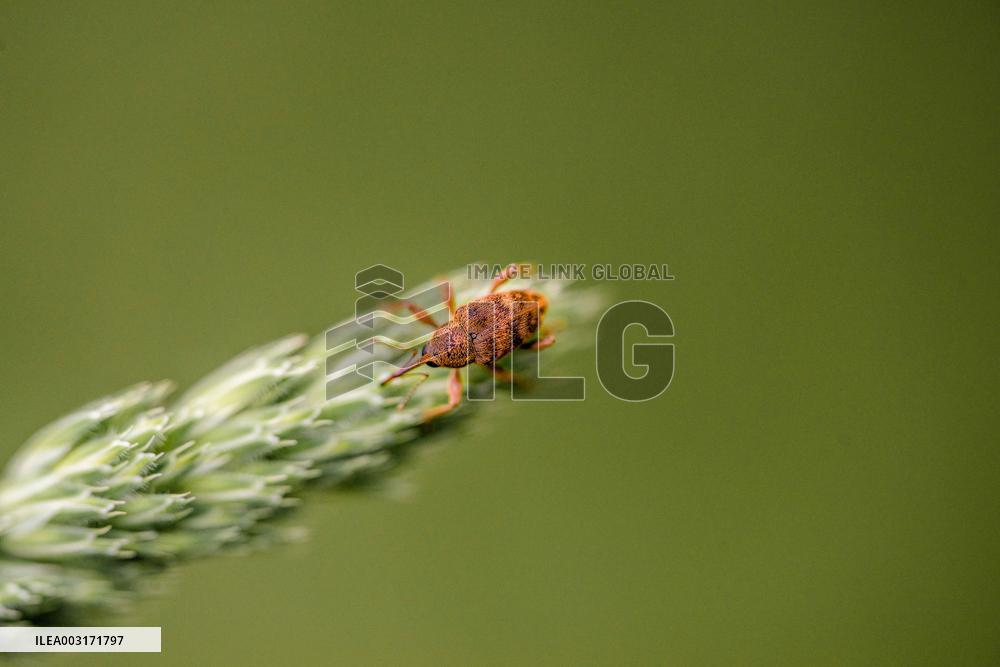 Illustration Insects