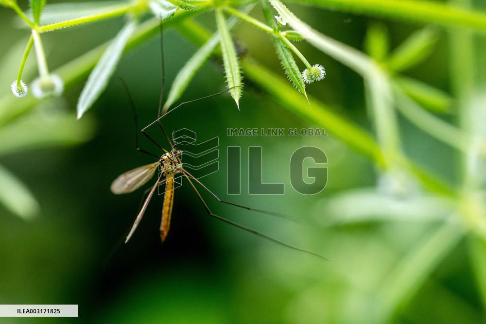 Illustration Insects