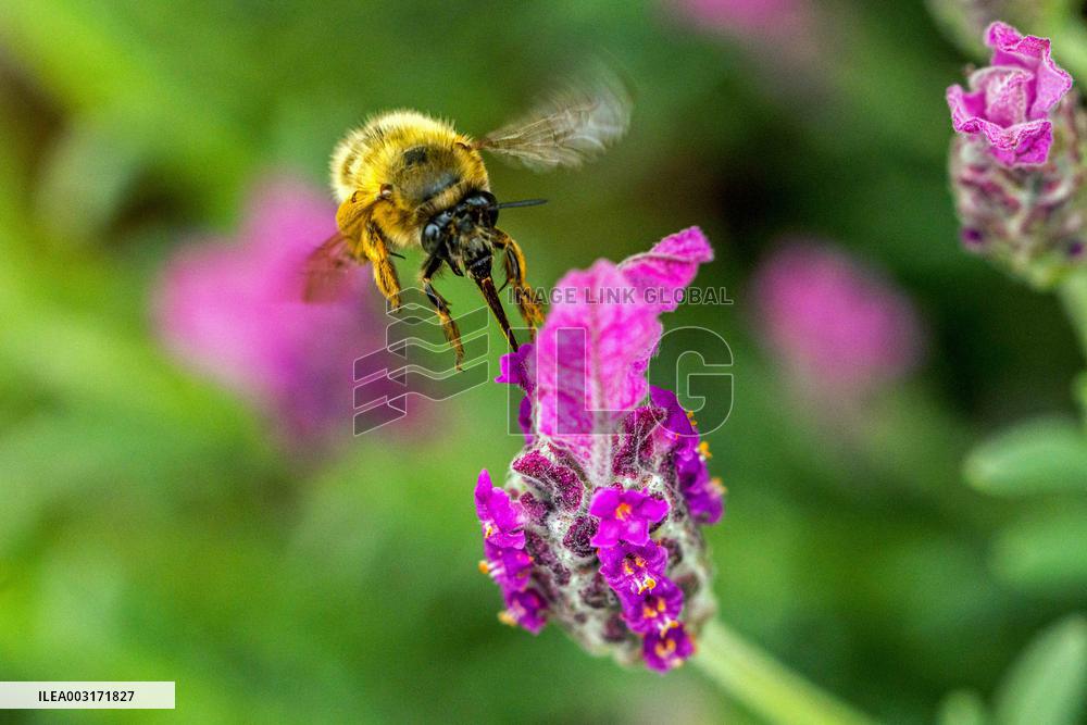 Illustration Insects