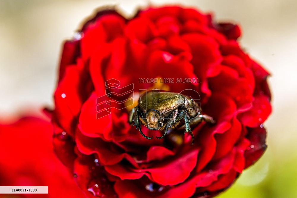 Illustration Insects