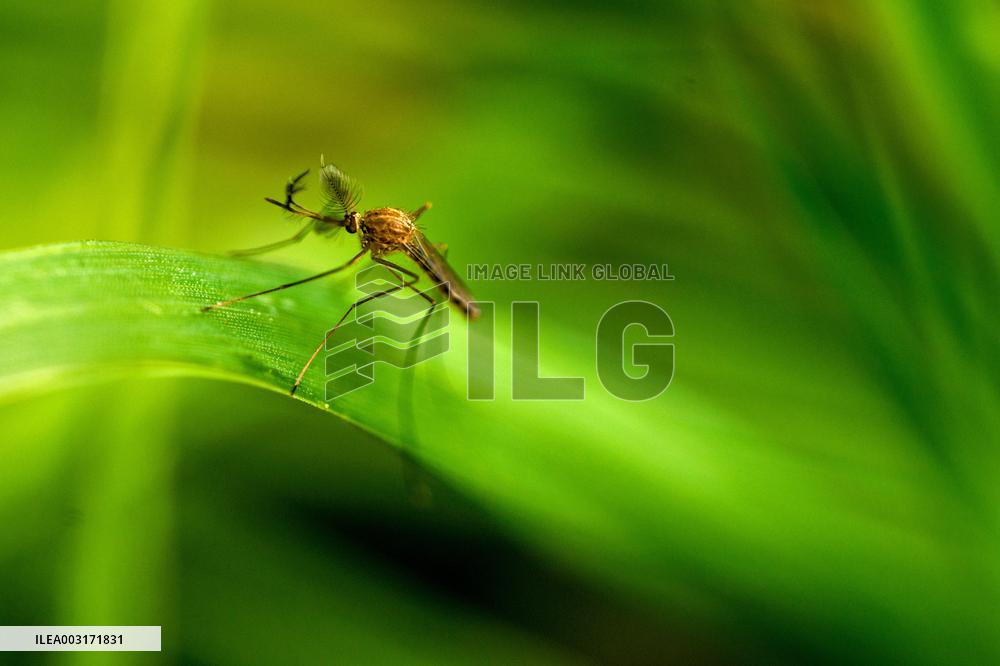 Illustration Insects