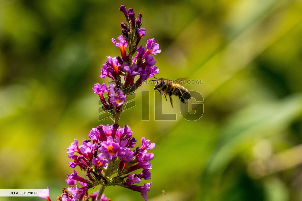 Illustration Insects