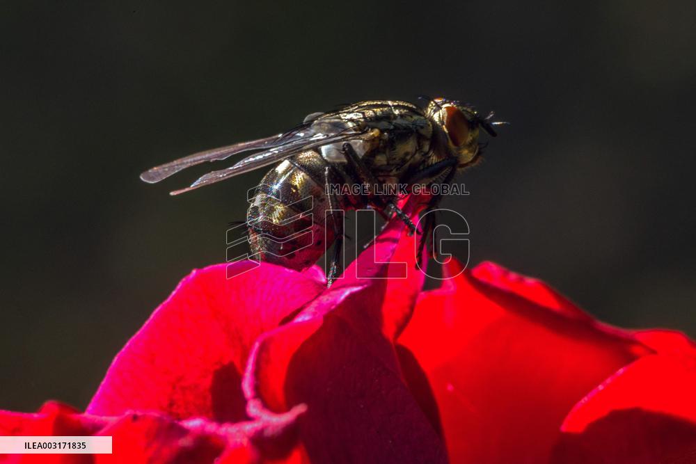 Illustration Insects