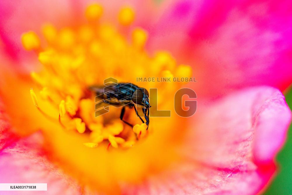 Illustration Insects