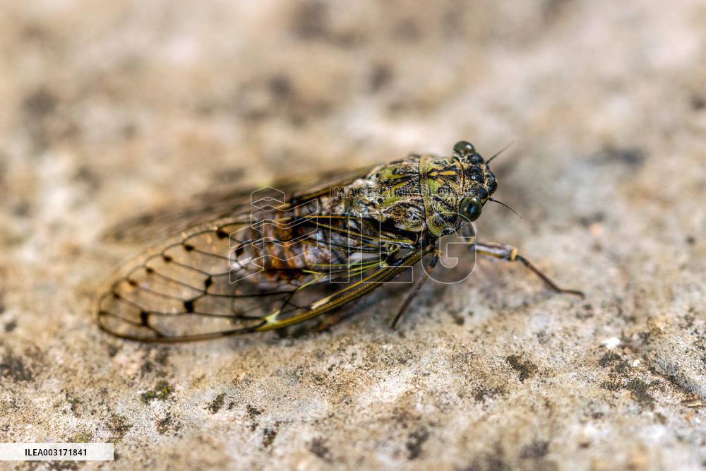 Illustration Insects