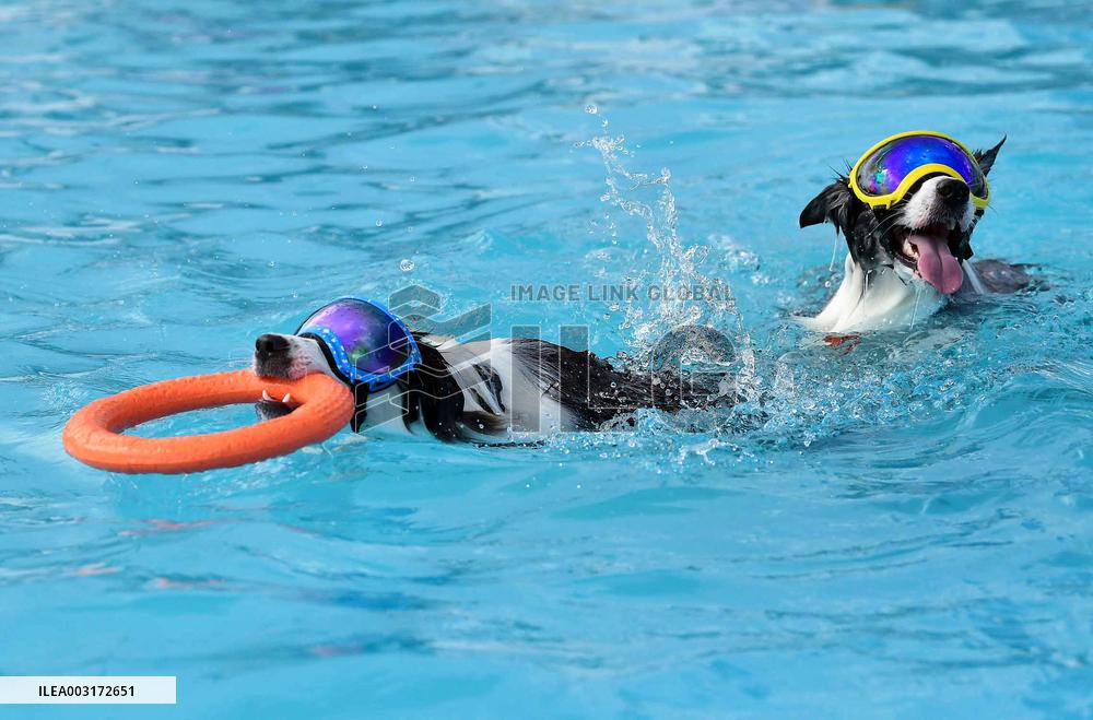 Dogs Swimming Pool - Seoul