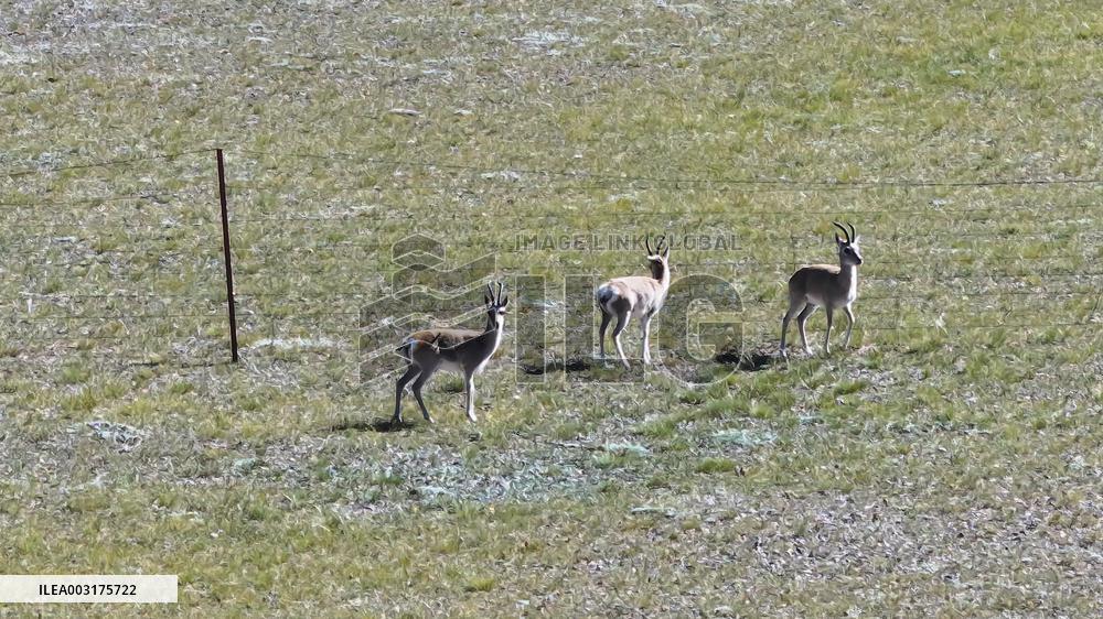 Tibetan antelopes