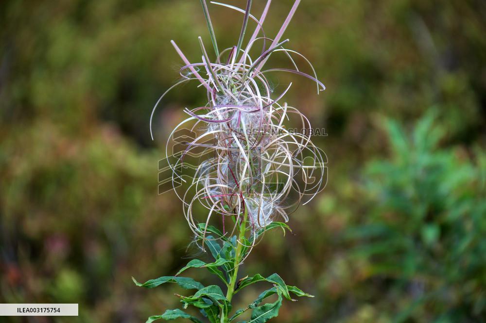 Pylypets ski resort in summer