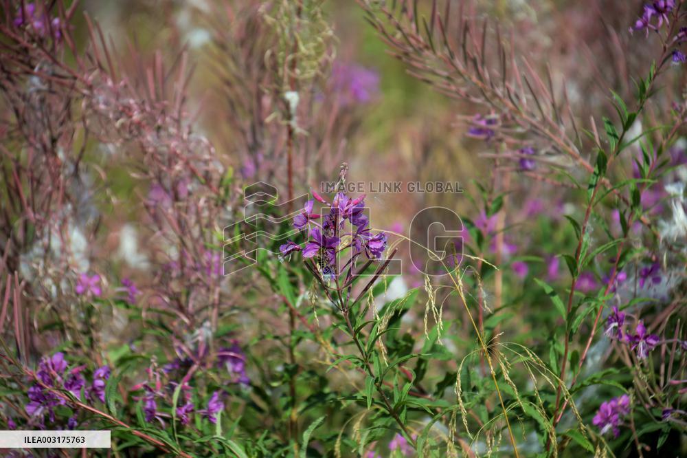 Pylypets ski resort in summer