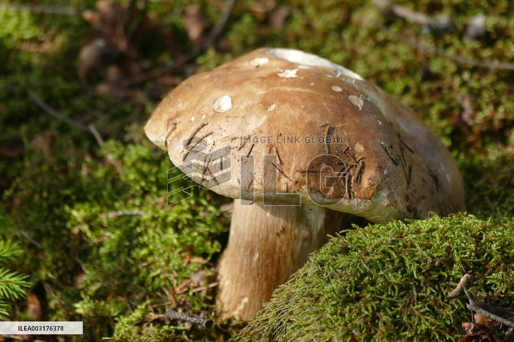 Ukrainian Carpathians