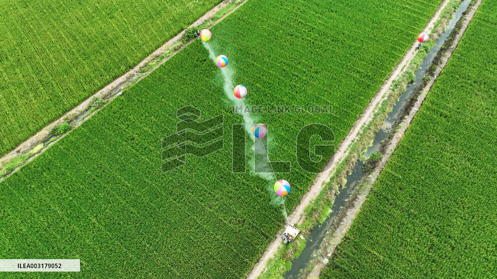 Farmers Use Hydrogen Balloons To Spray Pesticides in Suqian